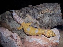 Tangerine albino female