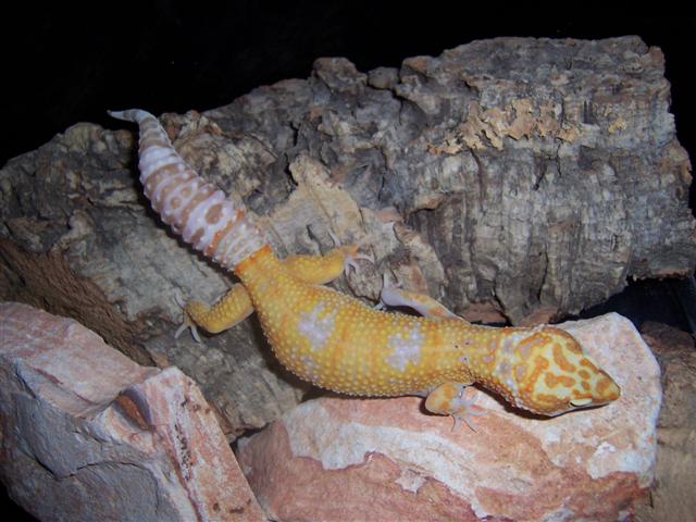 Tangerine albino female