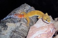 SHTCT male