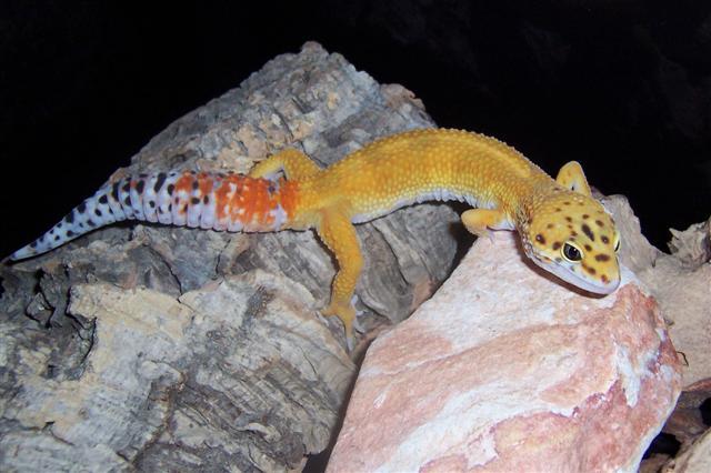 SHTCT male