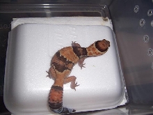 het amel female