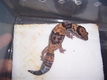 het amel female