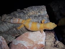 Tangerine albino female