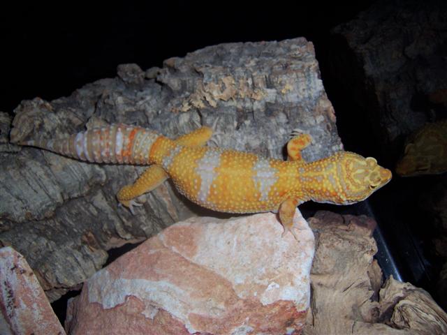 Tangerine albino female