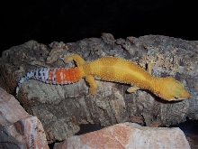 SHTCTB female
