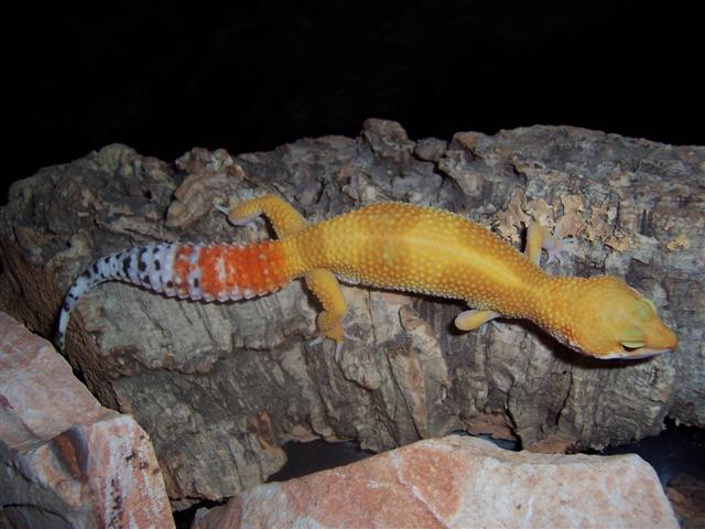 SHTCTB female