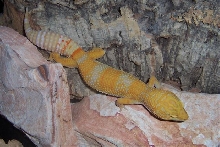 Tangerine albino female
