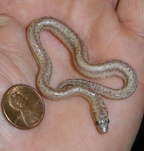 What am I ?