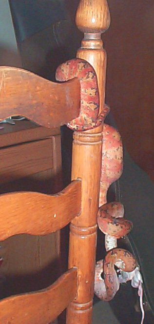 Amazon Chair Boa