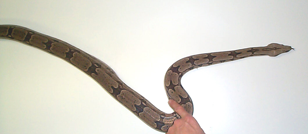 Bolivian male