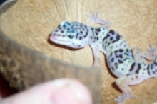Quin Sticking his tounge out!