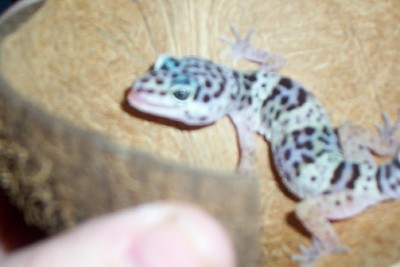 Quin Sticking his tounge out!