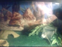 Astrid's Tank
