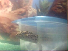 Astrid <3s her hide