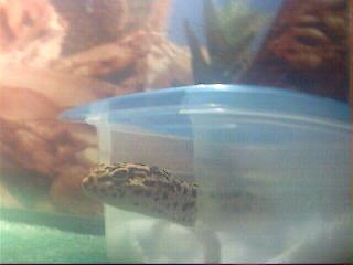 Astrid <3s her hide