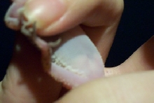 Purple Mark