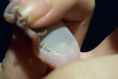 Purple Mark