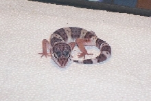New Baby