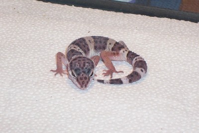 New Baby