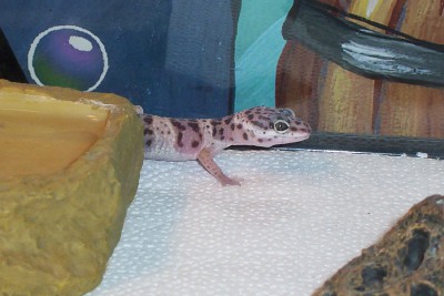 New Leo 1