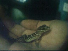 Pictus "Raine" Looking