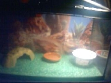 Pictus Set Up