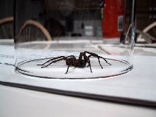 unknown spider