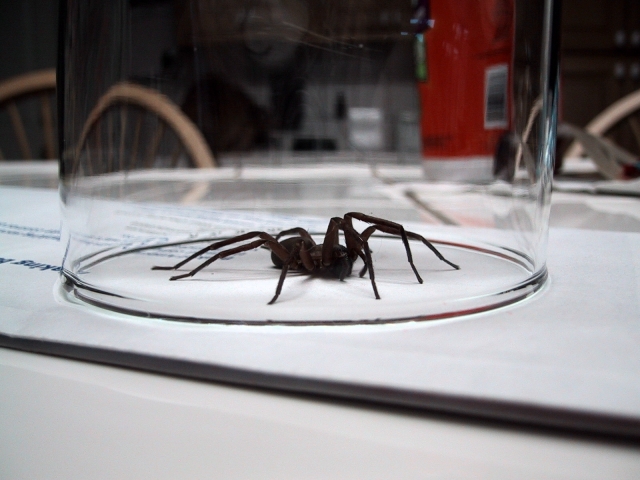 unknown spider