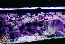 my 75 saltwater