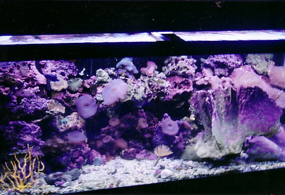 my 75 saltwater