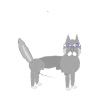 DS Gray Cat