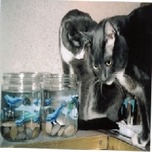 Sterling, Jr. & Betta's