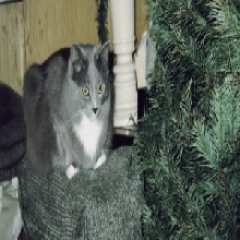Thunder  and tree