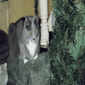 Thunder  and tree