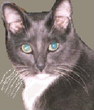 Junior aka Bratcat