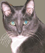 Junior aka Bratcat