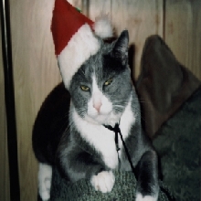 Sterling in Santa hat