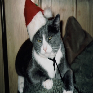 Sterling in Santa hat