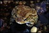 My Toad Homer