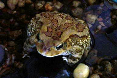 My Toad Homer