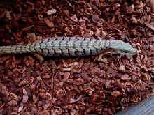 ID Please