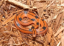 Porph