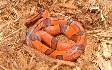 Porph