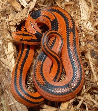 Porph