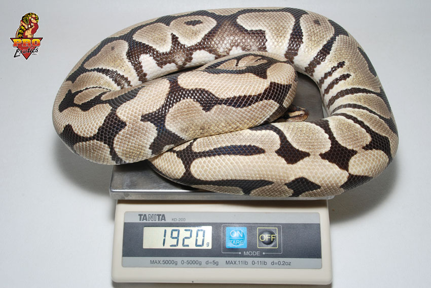 Desert female 1920 grams