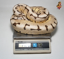 Desert Spider female 1700 grams