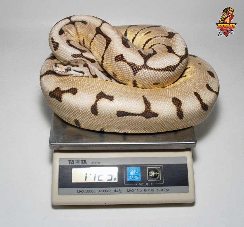 Desert Spider female 1700 grams