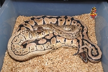 Desert x Desert Pin breeding