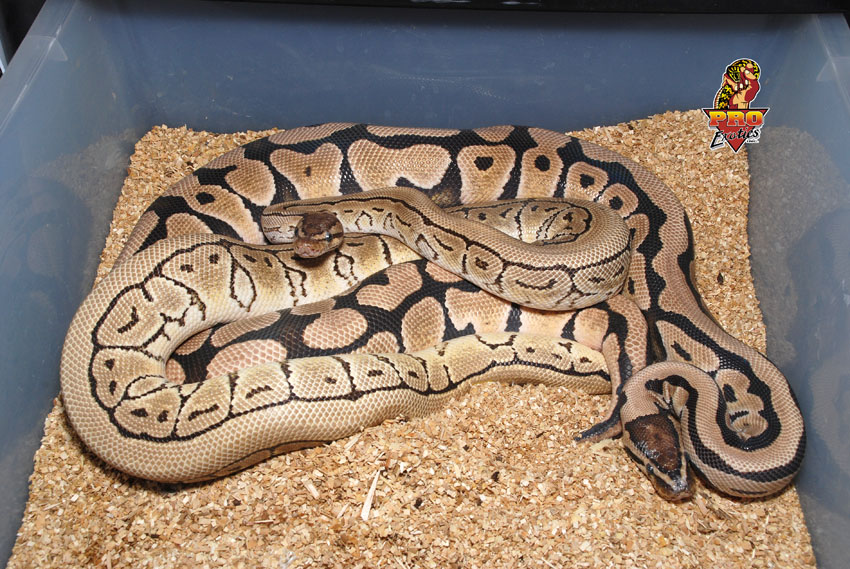 Desert x Desert Pin breeding
