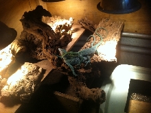 Green Tree monitors breeding